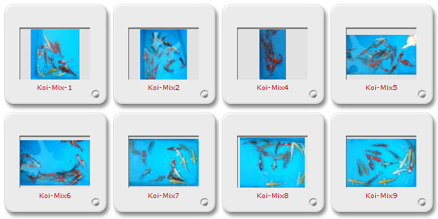 Koi-Verkauf 2 - Koi MixBeispiel.png